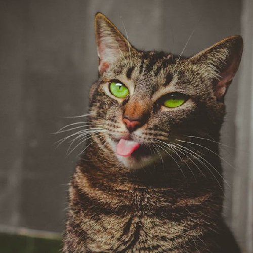 Category: Animals