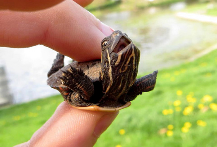 These Tiny Turtles Are Potentially The Cutest Critters You Will Ever See 