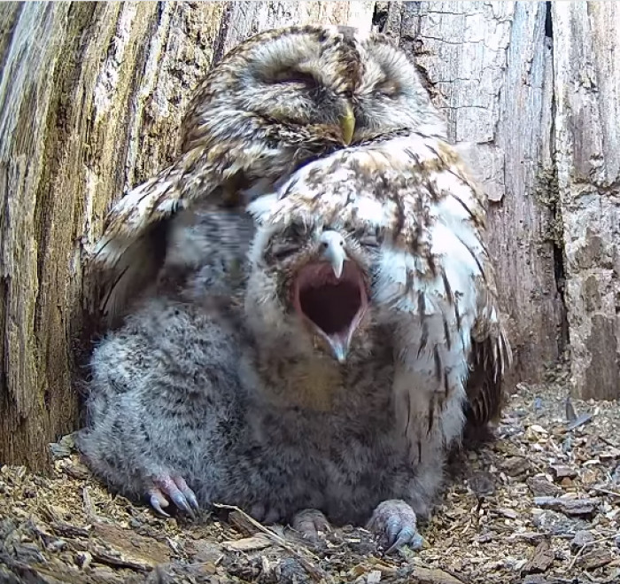 Mom Owl Elated To Find Baby Owlets In Her Nest After Her Eggs Never Hatched