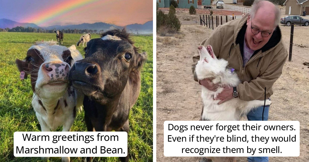 Make Your Day Extra Brighter With These 15 Adorable Animal Posts Shared