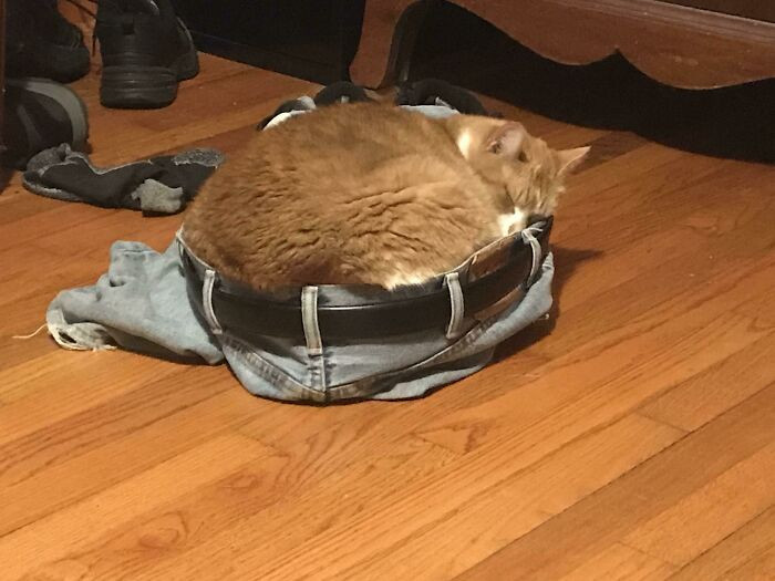 36. When your cat prefers to nap in your pants to its bed