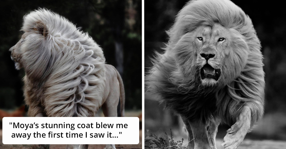 White Lion's Majestic Mane Is Ruling The Internet For All The Right Reasons