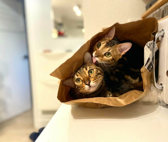 32. When your kitties become the groceries
