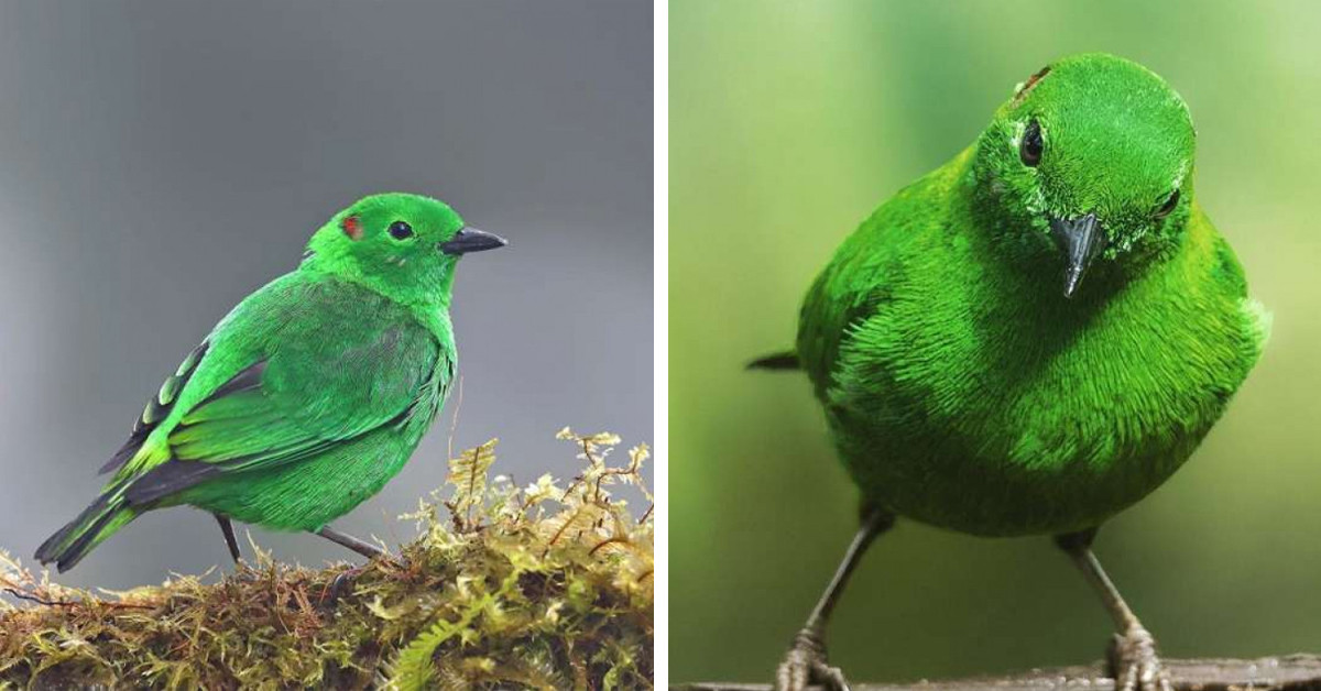 This Bird Is So Vividly Green It Looks Just Like A Neon Highlighter