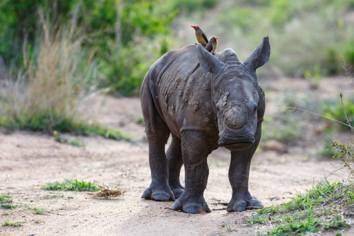 Rhinos have extremely poor eyesight, so the oxpeckers help make up for that by alerting them to any danger. 