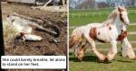 Neglected Pony That Was Left To Die Before Rescuers Came Is Now A Rosette-Winning Horse