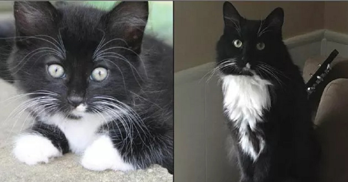 15 Cute Kittens Who Grew Up And Became Majestic Adult Cats