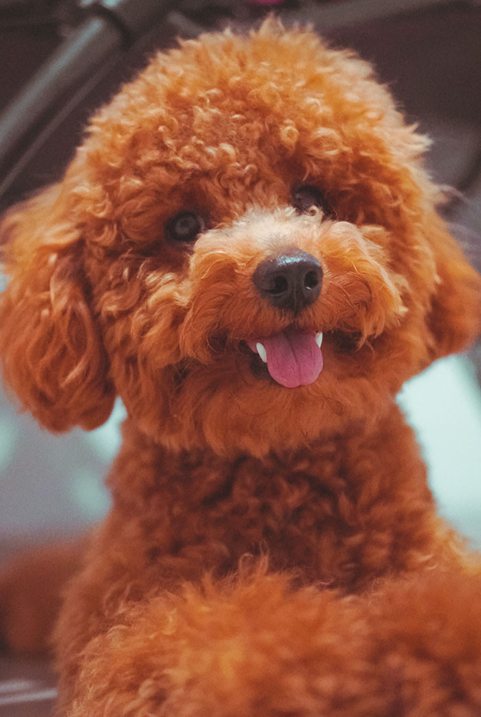 Yoda, the mewing dog.