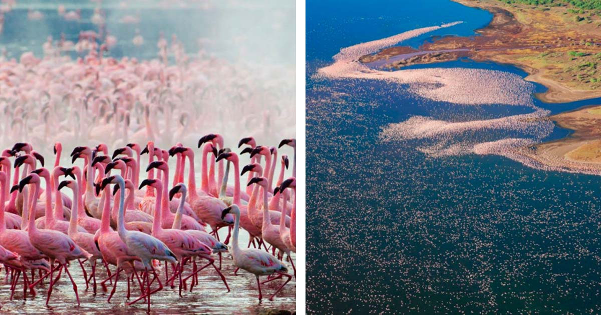 Breathtaking Sight of Flamingos Together On A Kenyan Lake