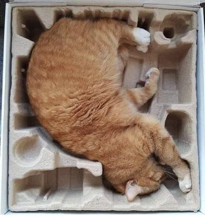 7. Cat-in-the-box