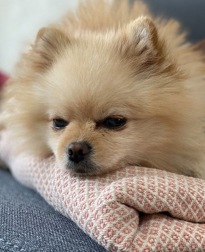 Dog loves her private spaces.