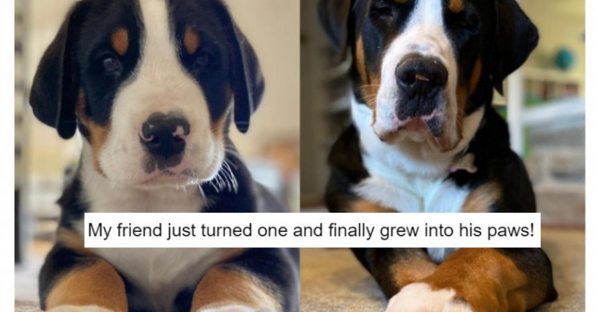 16 Completely Wholesome Dog Posts That Will Put A Smile On Your Face