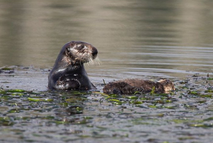 Eszterhas suggested Momma Otter was really used to humans