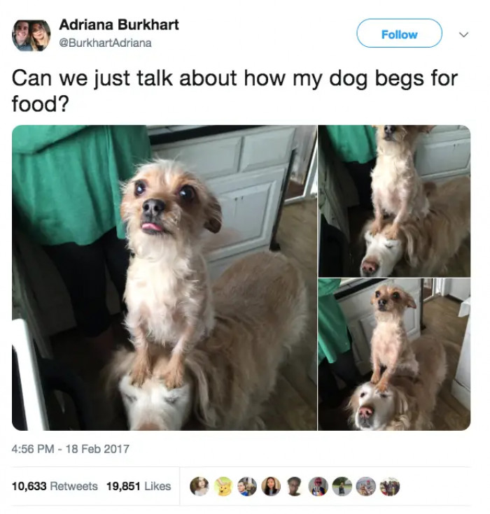 15+ Tweets About Scenarios That Only Dog Owners Can Understand