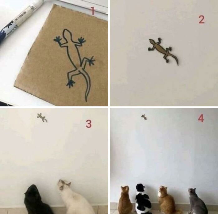 5. How can cats be so smart and dumb at the same time?