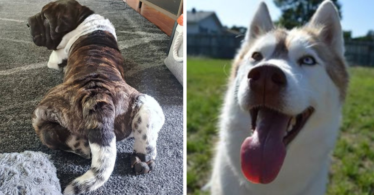 Fall Head Over Heels With The 35 Wrinkliest Dogs on Instagram