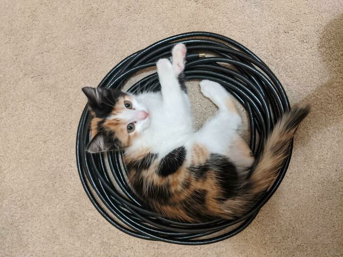 49. Kitty can't resist a circle of cables