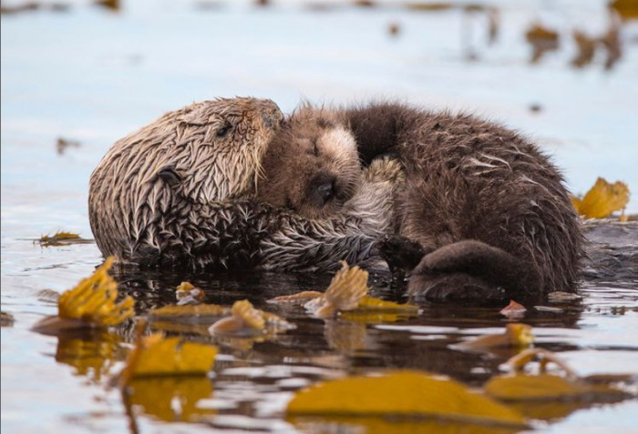 Momma Otter's trust and comfort around humans made Eszterhas feel like she was entrusted to babysit 