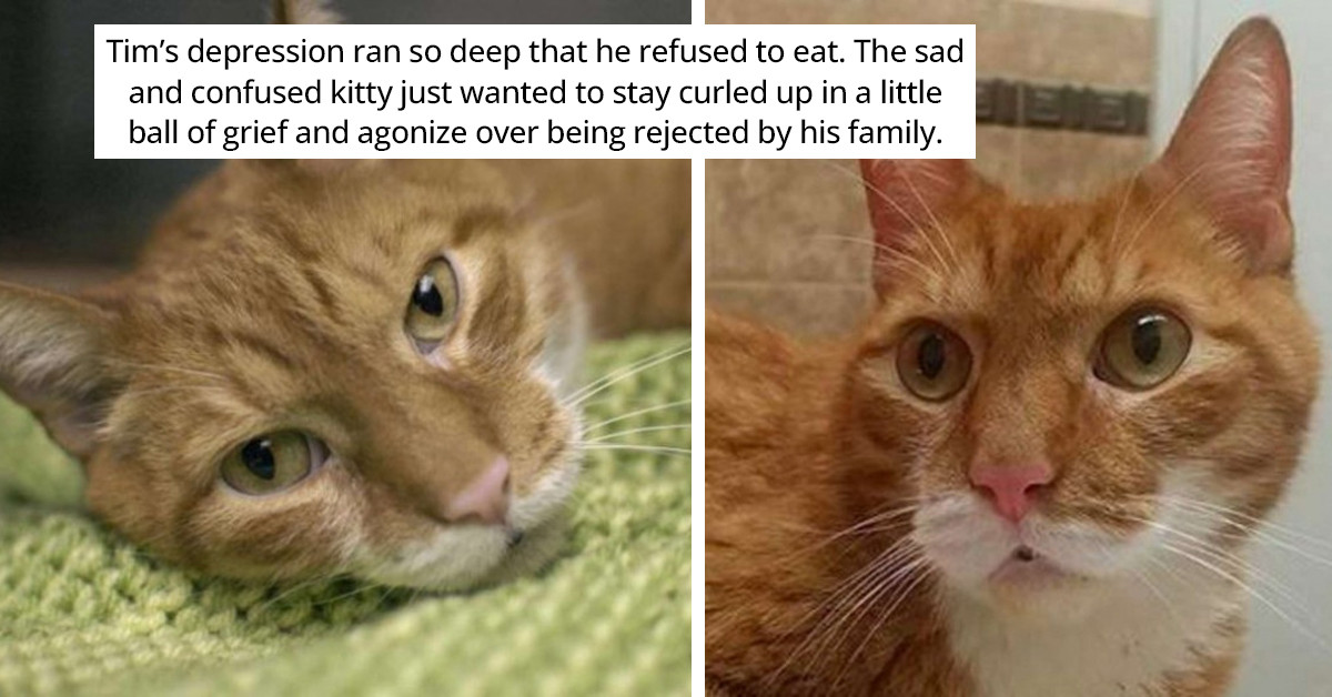 Cat Refuses To Eat After Owner Abandoned Him For A New Couch