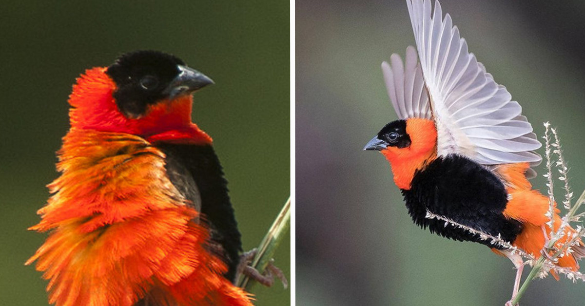 Meet The Northern Red-Bishop, Considered As One Of The Most Fascinating Birds On Earth