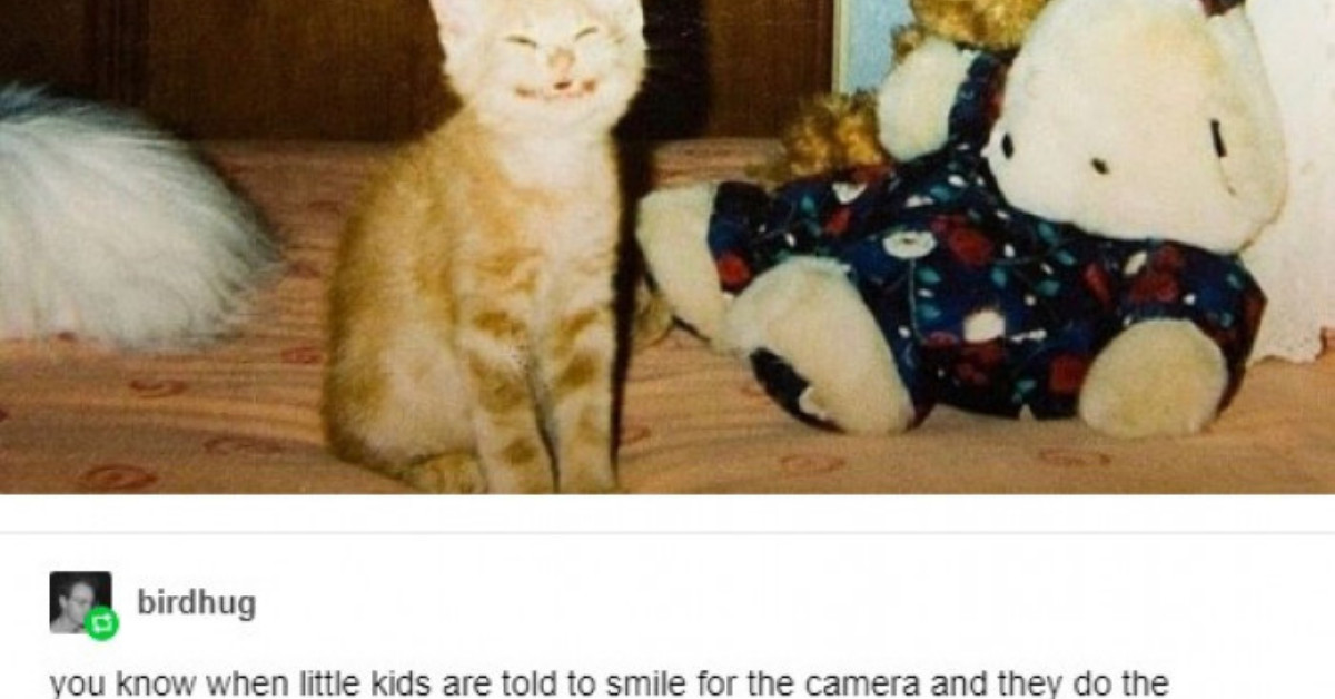 20+ Really Wholesome Posts About Cats That Will Make You Smile All Day Long