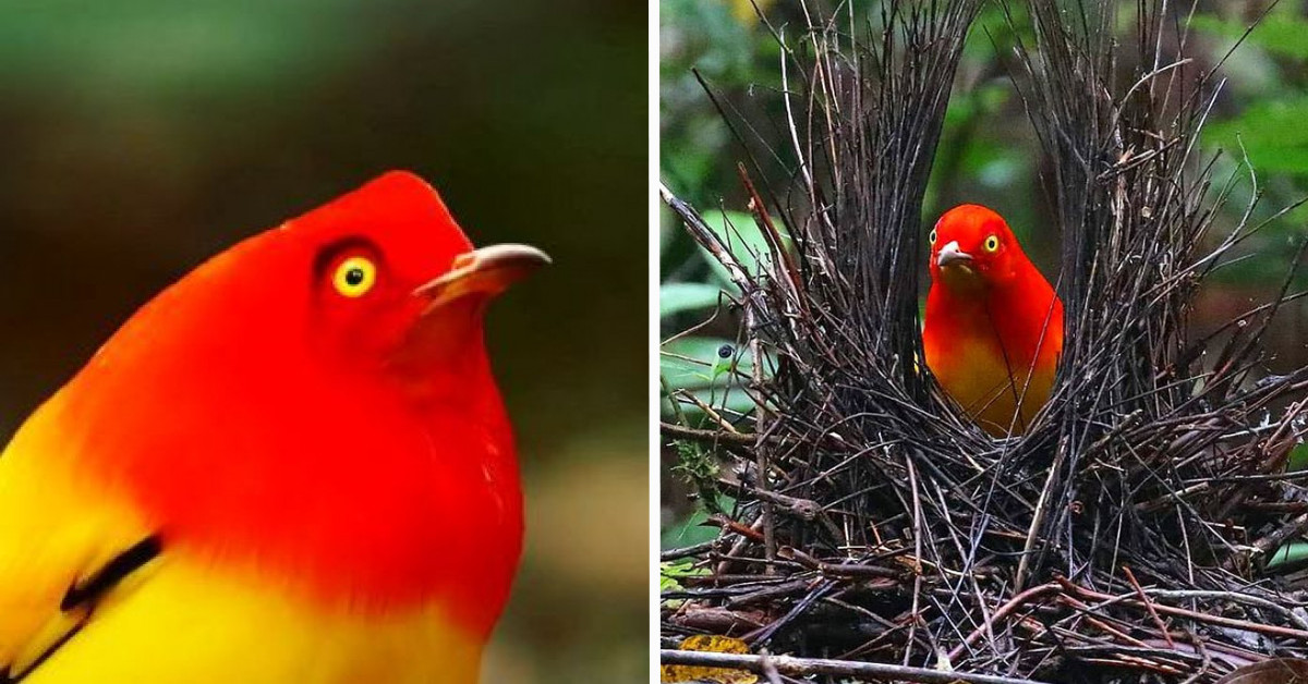 Meet The Flame Bowerbird With Colors Of Fire And An Amazing Dance Performance