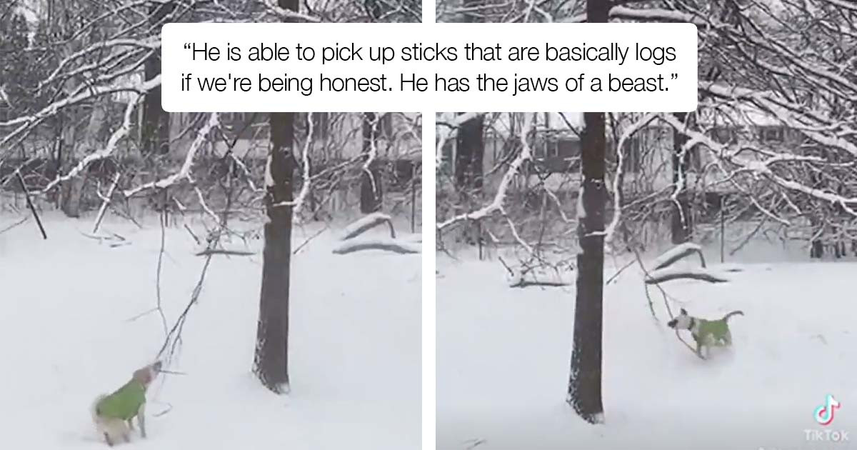 Adorable Dog Wants The Stick That Is Still Attached To The Tree