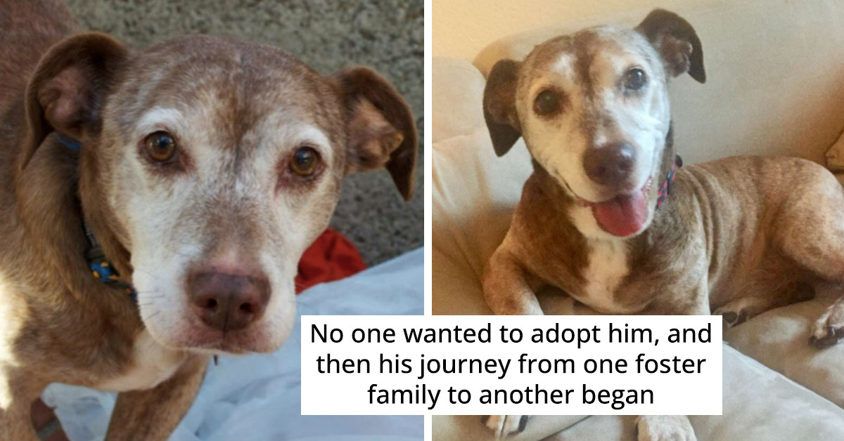 An Inspiring Story Of A Deaf & Stray Dog Whose Life Changed Just When He Was About To Give Up