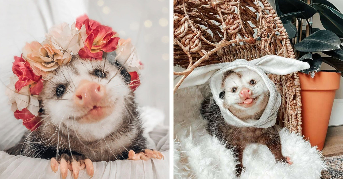 50 Adorable Photos Of Possums And Opossums Doing Their Seriously Cute Thing