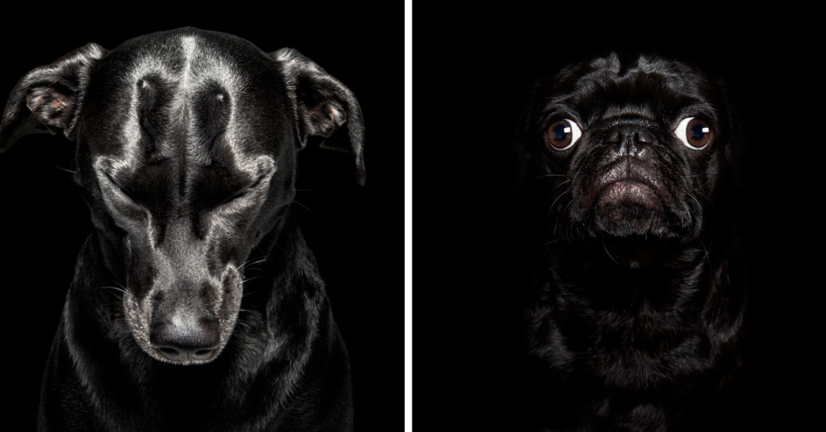 Dramatic Portraits Of Black Shelter Dogs Bring Out Their Overlooked