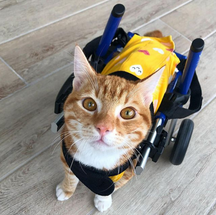 Adorable, Paralyzed Cat Is Bringing Smiles And Awareness To Social Media