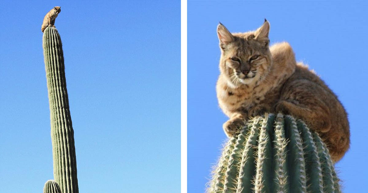 Bobcat King Sits Atop Of Massive 45' Arizona Cactus As A Climbing Strategy To Escape Enemies