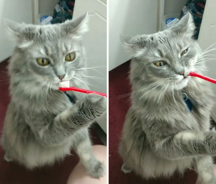 The cat knows well about proper oral hygiene.