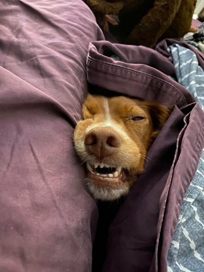 People Post Photos Of Their 'Broken' Dogs That Are Hilarious