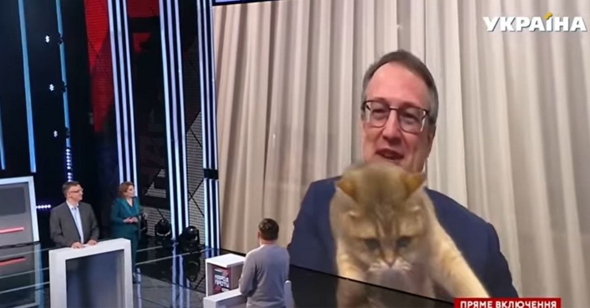 Deputy Minister’s Cat Crashes His Interview On National Television