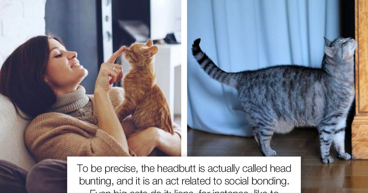 Cats Like Headbutts, But Most People Don't Know What It Actually Means