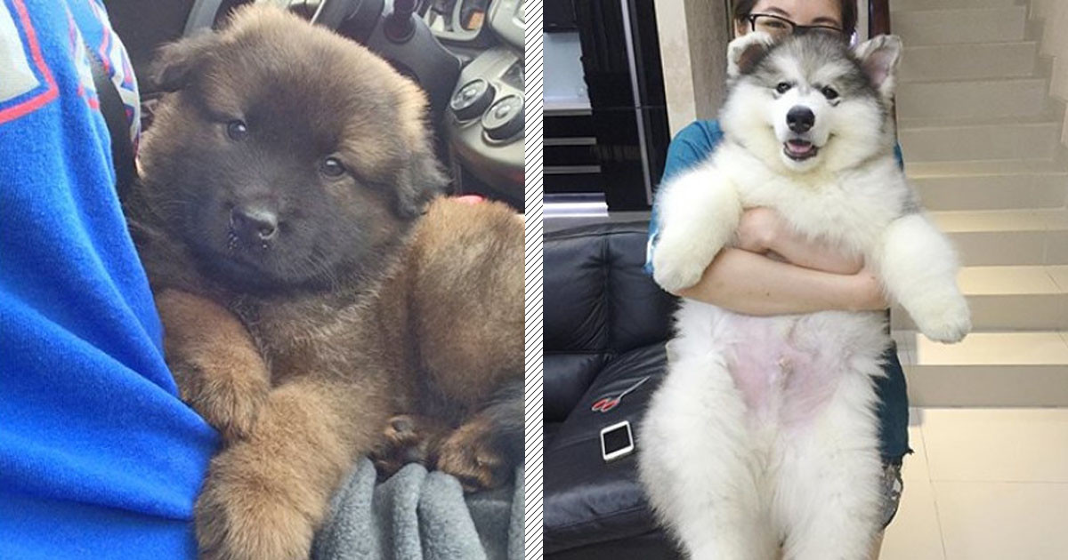 The Fluffiest And Chubbiest Puppers Ever That Are Here To Make Your Week