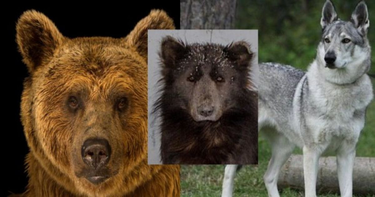 The Truth About The Russian Bear-Dog Has Finally Been Revealed And Everyone Is Stunned