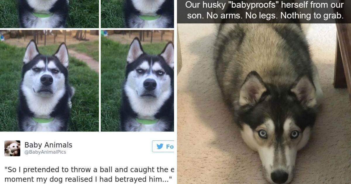 10+ Hilarious Photos That Will Remind You Of Just How Weird Huskies Are