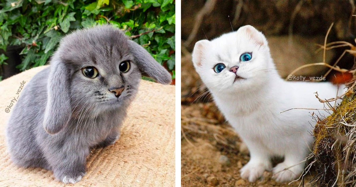 Cat Faces Get Photoshopped Into Everything And It's As Funny And Delightful As You'd Expect