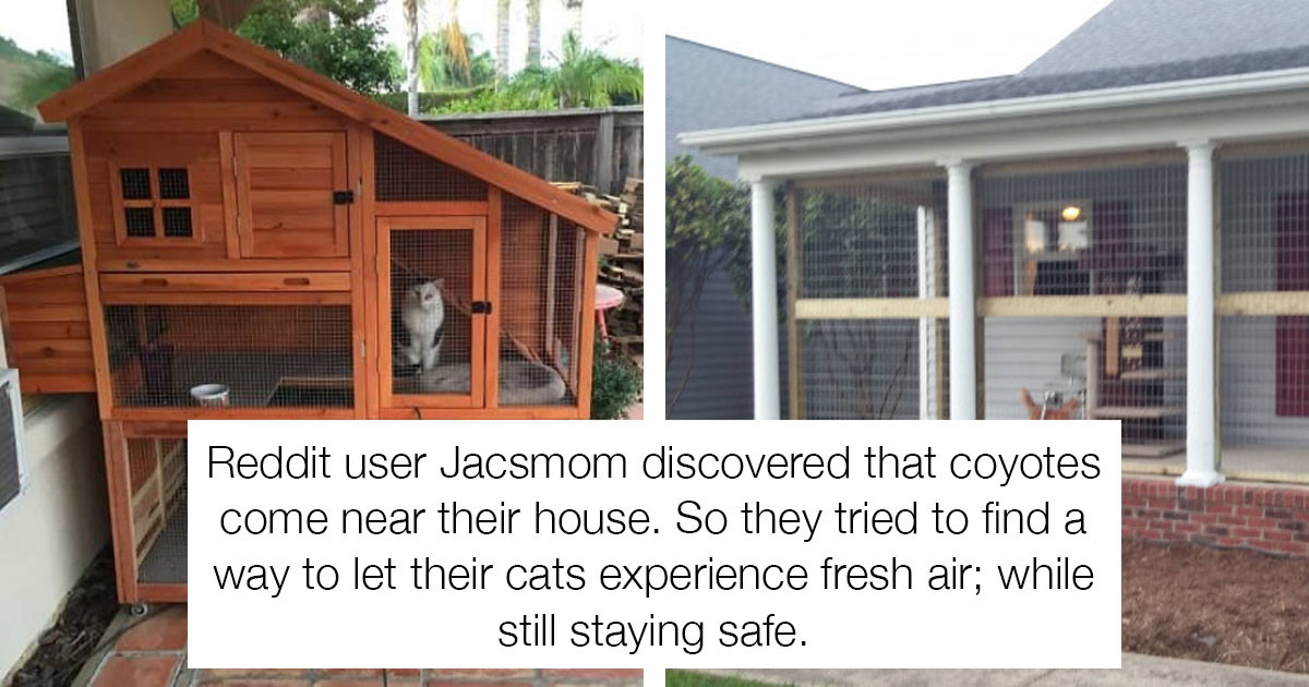 This Woman Used A Chicken Coop As An Ingenious Solution To Keep Her Cats Safe
