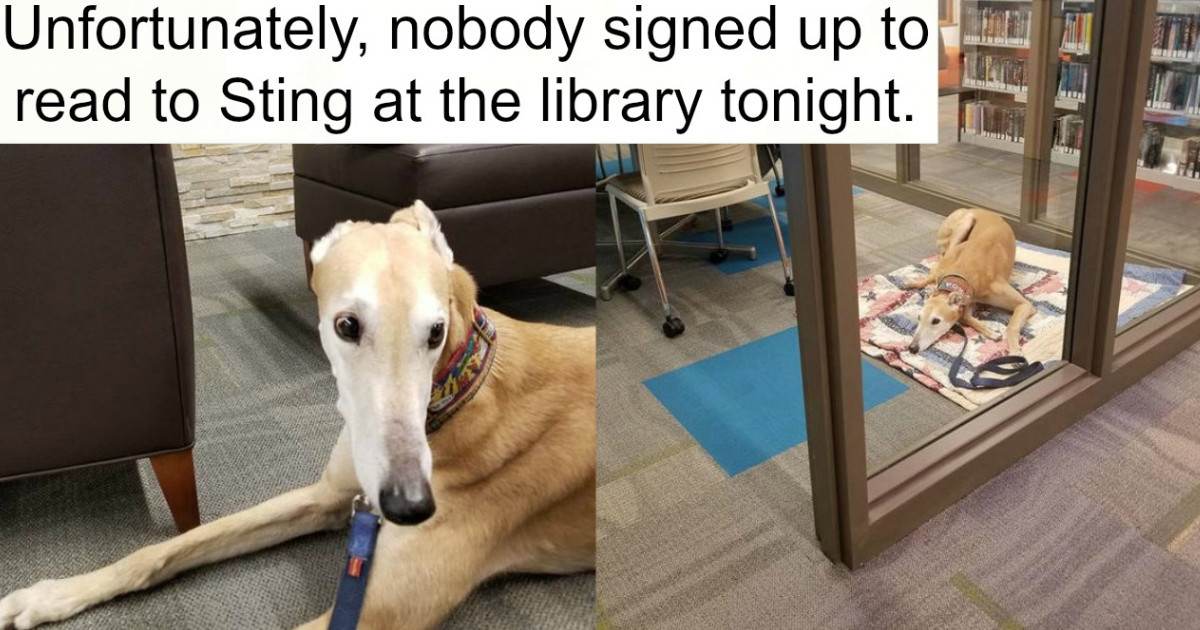 This Therapy Dog Was Devastated When No One Showed Up For His Special Event