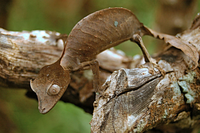 The satanic leaf-tailed gecko is a species of gecko that is found in Madagascar. 