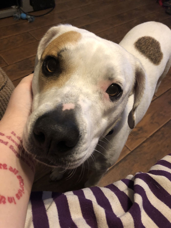 50 Heartwarming Photos Of Missing Dogs Returning To Their Homes