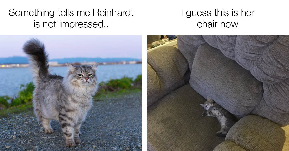 14 Amusing Cat Posts That Will Make You Love Them Even More