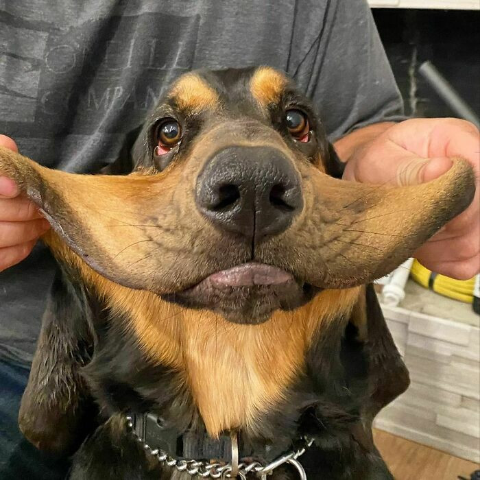 40 Dogs Whose Extra Skin Makes Them Look Cute As Heck