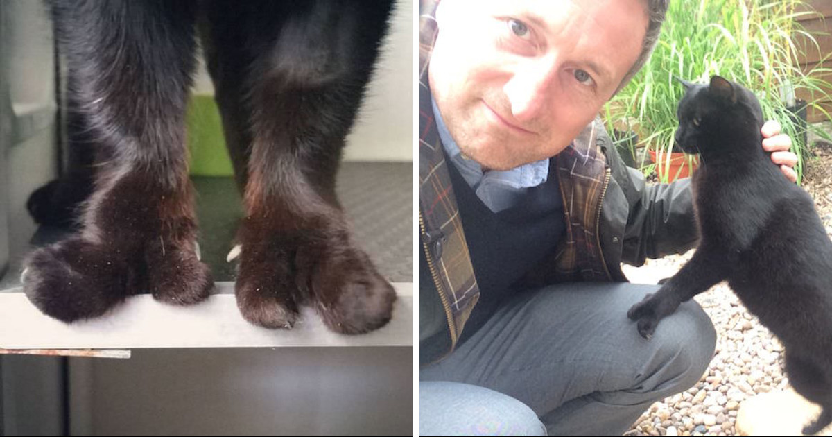 Abandoned Cat With Webbed Feet Finally Finds Someone To Love Her