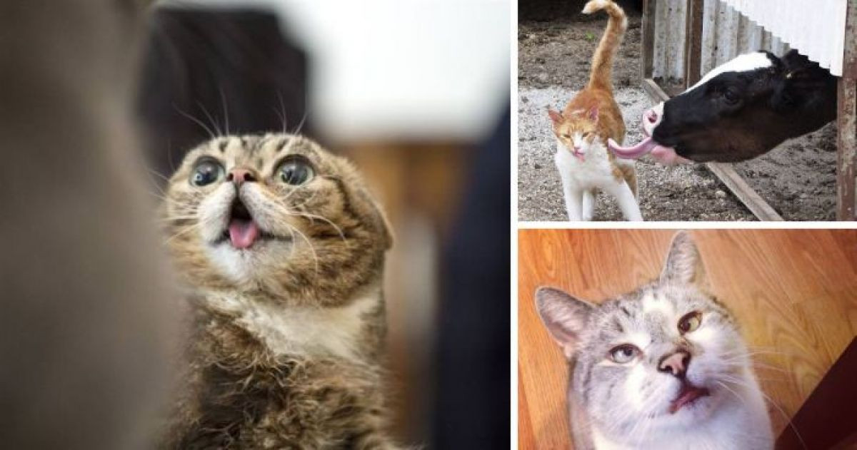 16 Adorable Cats Hilariously Ruin Photos
