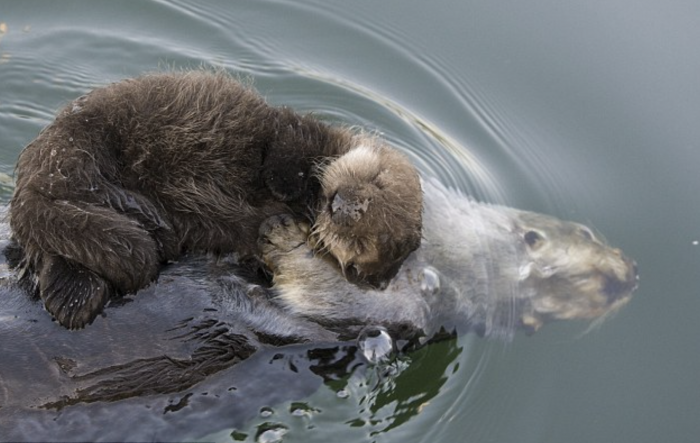 Momma Otter keeps her sleeping baby dry