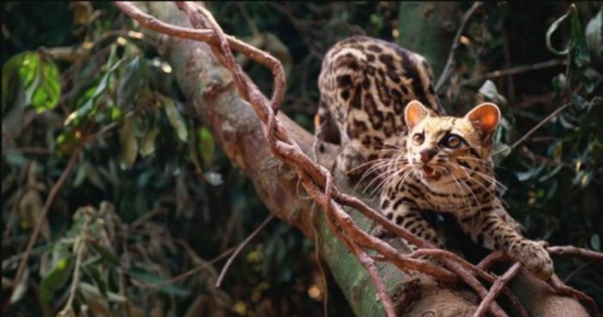 Some of the World's Most Beautiful and Rare Cats Are Also Endangered